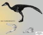 Занабазар — один из крупнейших известных troodontids с черепом 272 мм